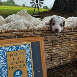 Mr. Edwards - Parti male Goldendoodle puppy in Cherryville, North Carolina from Mercy Doodles