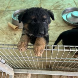 German Shepherd Puppies from Vom Kirsys German Shepherds