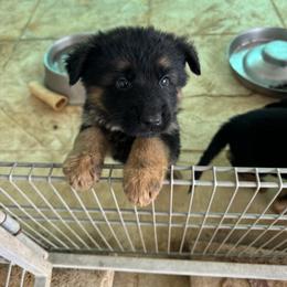 German Shepherd Puppies from Vom Kirsys German Shepherds