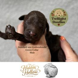 Lion's Mane - Green Collar - Chocolate male Goldendoodle puppy in Garland, Texas from Twilight Doodles