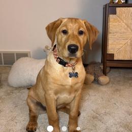 Labrador Retriever Puppies from Dan's Labrador Retrievers