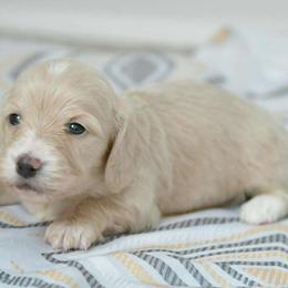 Dachshunds from Ana’s Beautiful Doxies
