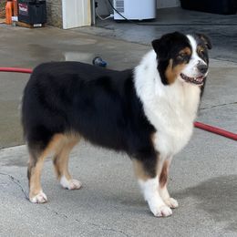 Scout - Australian Shepherd