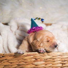 Golden Retriever, Miniature American Shepherd, and Siberian Husky Puppies from HuskiesAndGoldensWithFinesse