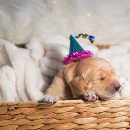 Golden Retriever, Miniature American Shepherd, and Siberian Husky Puppies from HuskiesAndGoldensWithFinesse