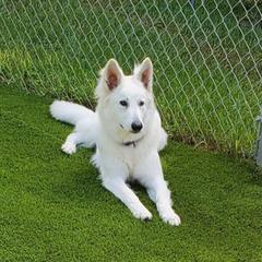 Tess - Berger Blanc Suisse