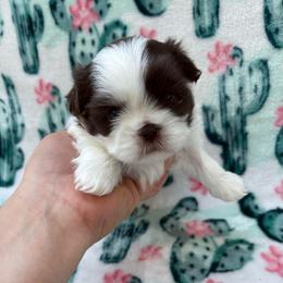 Cleopatra - Liver and white female Shih Tzu puppy in Las Vegas, Nevada from Vegas Shih Tzus