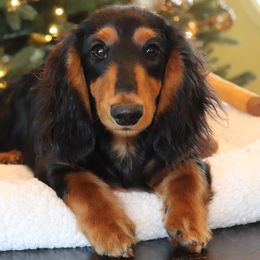 Galileo - Dachshund