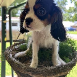 Kai - Tri-color male Cavalier King Charles Spaniel puppy in Atoka, Oklahoma from Rohus Puppies