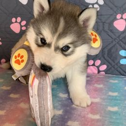 Siberian Husky Puppies from Canace Siberians