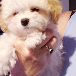 Maltipoo Puppies from Little Cupcakes and Little Punkins Maltipoos
