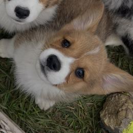 Aussiedoodle, French Bulldog, Golden Retriever, and Pembroke Welsh Corgi Puppies from Dannielle Coats