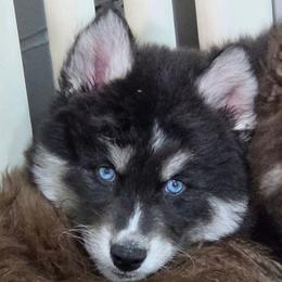 Spartacus - Black and white male Siberian Husky puppy in East Tawas, Michigan from BurnsBerg's Woolies