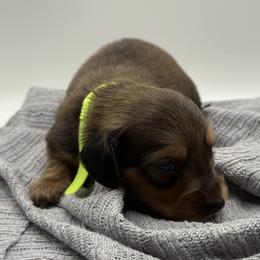 AKC limited Yellow girl - Sable female Dachshund puppy in Bartlesville, Oklahoma from OkieDokieDox