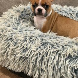 Poppy - Fawn female Boston Terrier puppy in Wellington, Ohio from Twist of Faith Farms