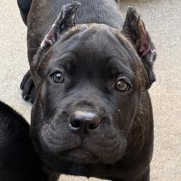 Cane Corso puppies from Valentina Cane Corso