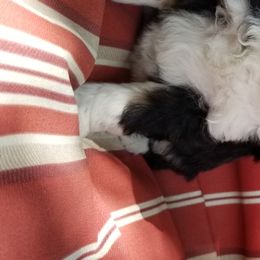 Aussiedoodle and Miniature American Shepherd Puppies from Rosewood Companions