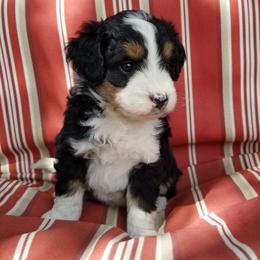 Aussiedoodle and Miniature American Shepherd Puppies from Rosewood Companions