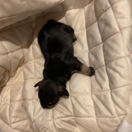 Boy 2 - Salt and pepper male Miniature Schnauzer puppy in Osseo, Michigan from Kathy's Mini Schnazuers