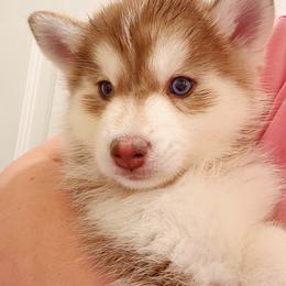 Boy 1 - male Pomsky puppy in Bolton, Connecticut from Elle Pomsky