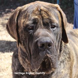 Yukon - Mastiff