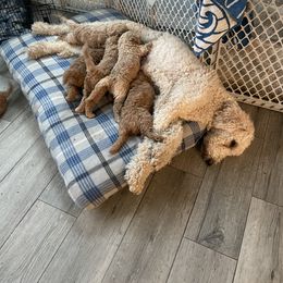 Goldendoodle Puppies from The Miller's Goldendoodles