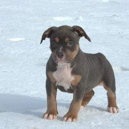 China - Blue tri-color female American Bully puppy in Orlinda, Tennessee from SimplyBullies