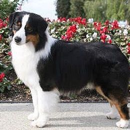 Australian Shepherds and Miniature American Shepherds from Wyndstar Australian Shepherds