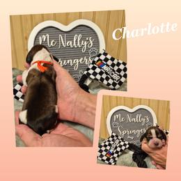 Charlotte - Red and white female English Springer Spaniel puppy in Freeland, Michigan from McNally's Springer Spaniels