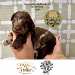 Oyster - Blue Collar - Merle male Goldendoodle puppy in Garland, Texas from Twilight Doodles