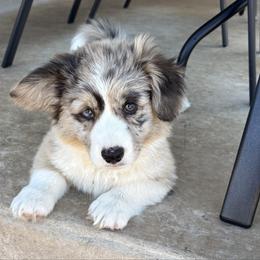 Miracle - Brindle merle and white male American Corgi puppy in Temple, Texas from Silver Moon Cardigan Corgis