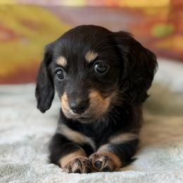 Rosemary - Blue and tan female Dachshund puppy in Pflugerville, Texas from Dream A Dream Dachshunds