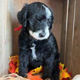 Embers - Black and white male Bernedoodle puppy in Gilbert, Arizona from The Berne Barn... it’s a Doodle thing!
