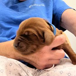 Blue boy - Mahogany male Irish Setter puppy in Dover, Ohio from Kilkieran Kennel Irish Setters and Snowstorm Labradors