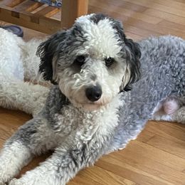 Murphy - Bernedoodle