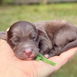 Cousin Itt - Red male Aussiedoodle puppy in Mulino, Oregon from Korbella Farm