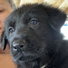 Ambrose - Black male German Shepherd puppy in Washington from Von Sudlich Shepherds