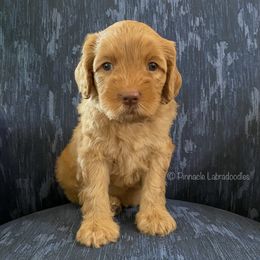 Australian Labradoodle Puppies from Pinnacle Labradoodles