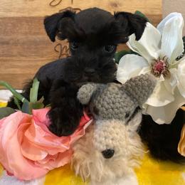 Solid black-tiny girl - Black female Miniature Schnauzer puppy in Malvern, Arkansas from Deep South Miniature Schnauzers