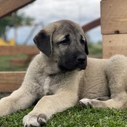 Anatolian Shepherd Dog Puppies from Wild Rooster Family Farm – AKC Anatolian Shepherd Breeder, OFA Health Tested