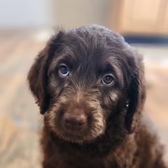 Labradoodle Puppies from Raising Aces Puppies