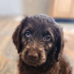 Labradoodle Puppies from Raising Aces Puppies