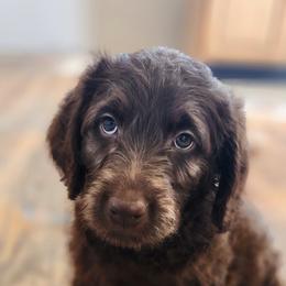 Labradoodle Puppies from Raising Aces Puppies
