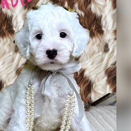 Girl 4 - Chalk female Australian Labradoodle puppy in Kentucky from Bluegrass Country Labradoodles