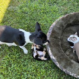 Chihuahuas from Rhoda and Verna
