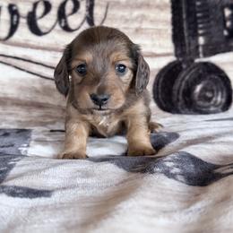 Billy - Red male Dachshund puppy in Lake City, Florida from KNG FARMS