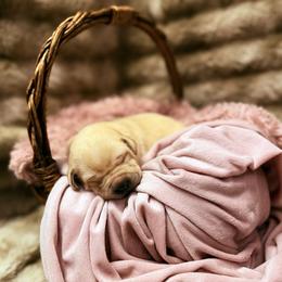 Ruby - Yellow female Labrador Retriever puppy in Sweet Home, Oregon from Knotty Creek Labradors
