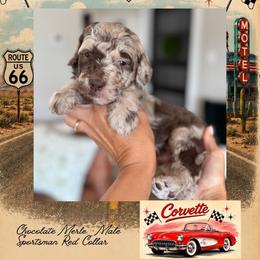 Corvette - DallasTX - 4,000 - Chocolate male Goldendoodle puppy in Garland, Texas from Twilight Doodles