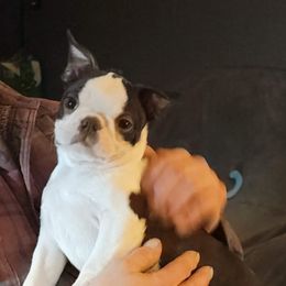 Boston Terrier Puppies from Big Sky Bostons