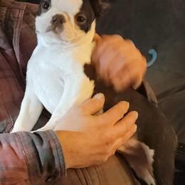 Boston Terrier Puppies from Big Sky Bostons